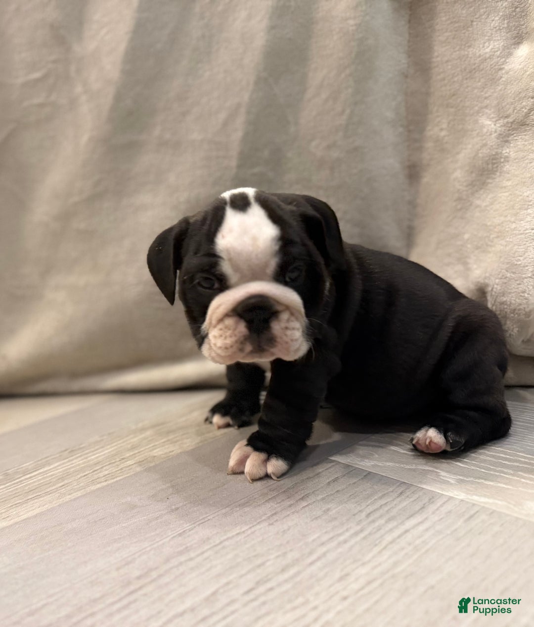 English Bulldog dogs for sale: Cindy Lou  - Ad 4