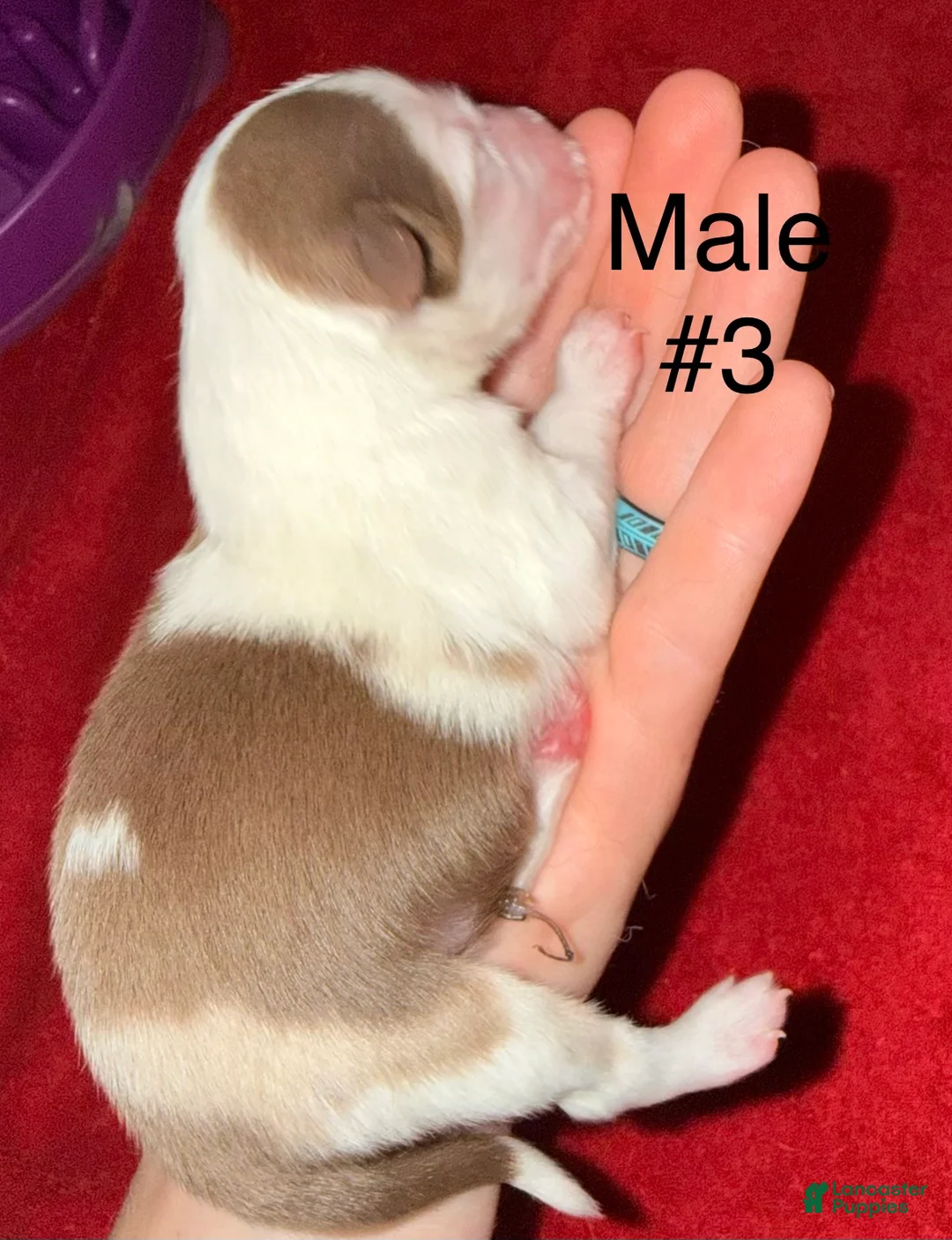 Toy Australian Shepherd dogs for sale: Toy Australian Shepherd 3 - Ad 2