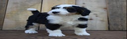 Mini Bernedoodle dogs for sale: Tanner - Ad 2
