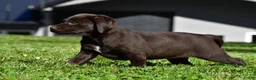 Labrador Retriever dogs for sale: Java - Ad 14