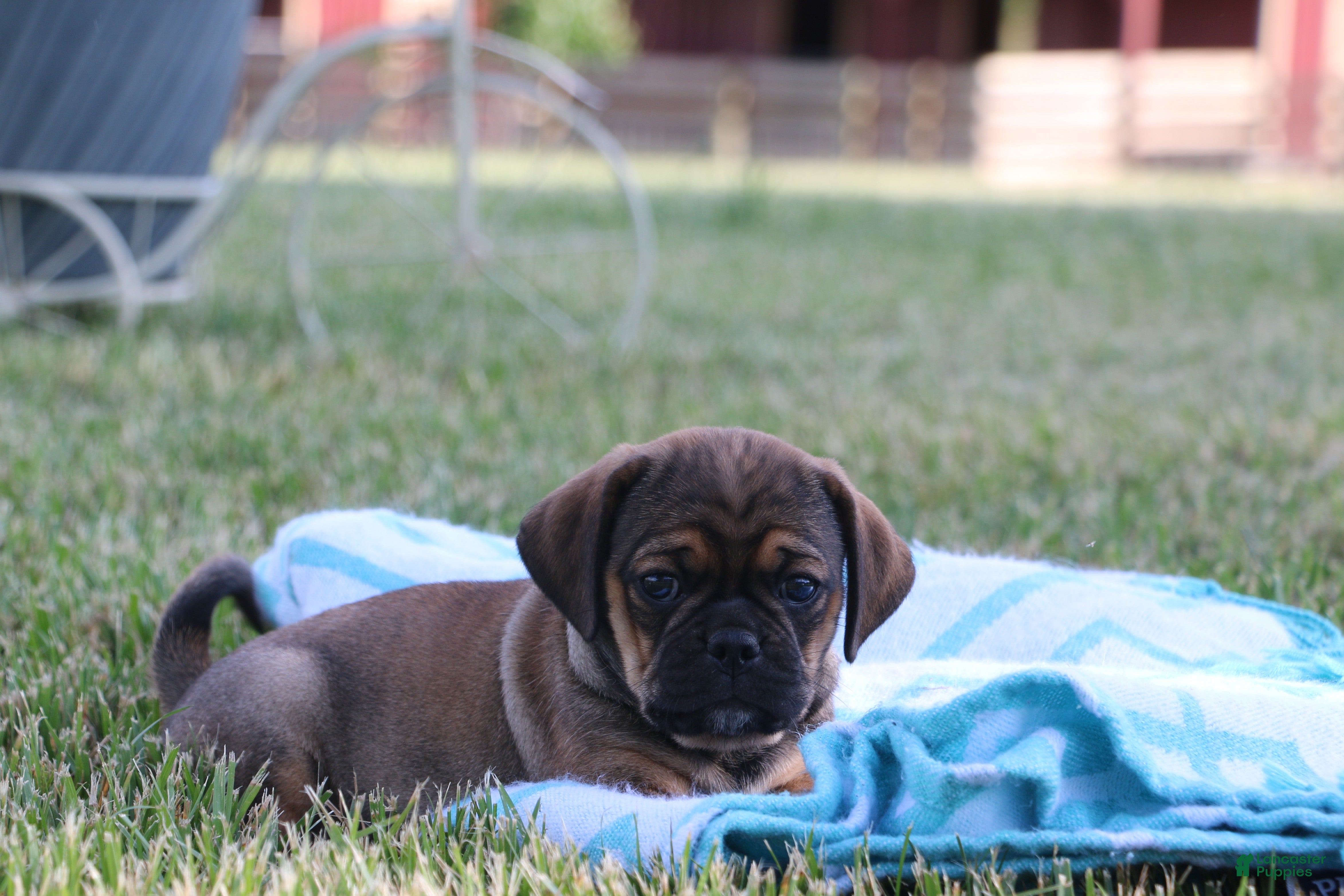 Puggle dogs for sale: Ranger - Ad 2