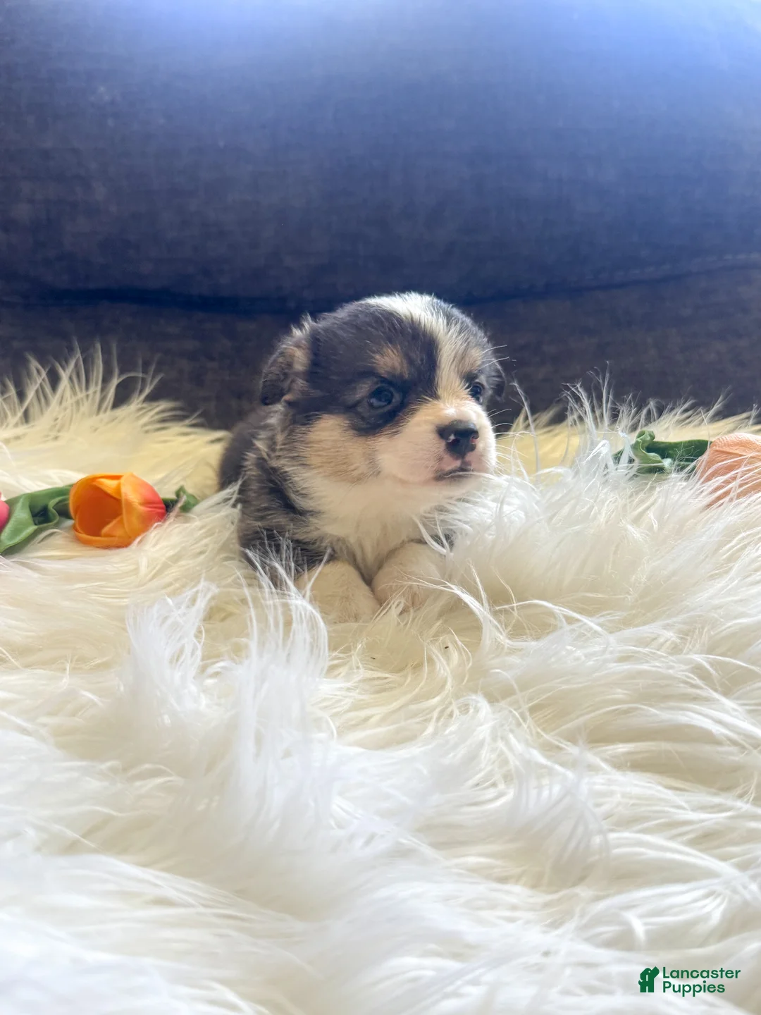 Welsh Corgi Pembroke dogs for sale: Tortellini - Ad 2