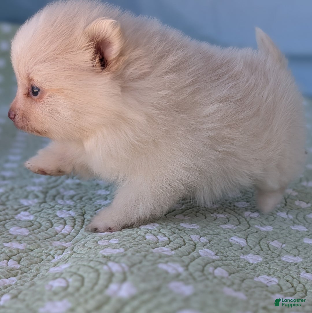 Pomeranian dogs for sale: Trinket - Ad 5