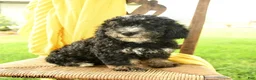 Mini Bernedoodle dogs for sale: Cindy - Ad 3