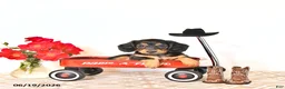 Miniature Dachshund dogs for sale: Sharri - Ad 1