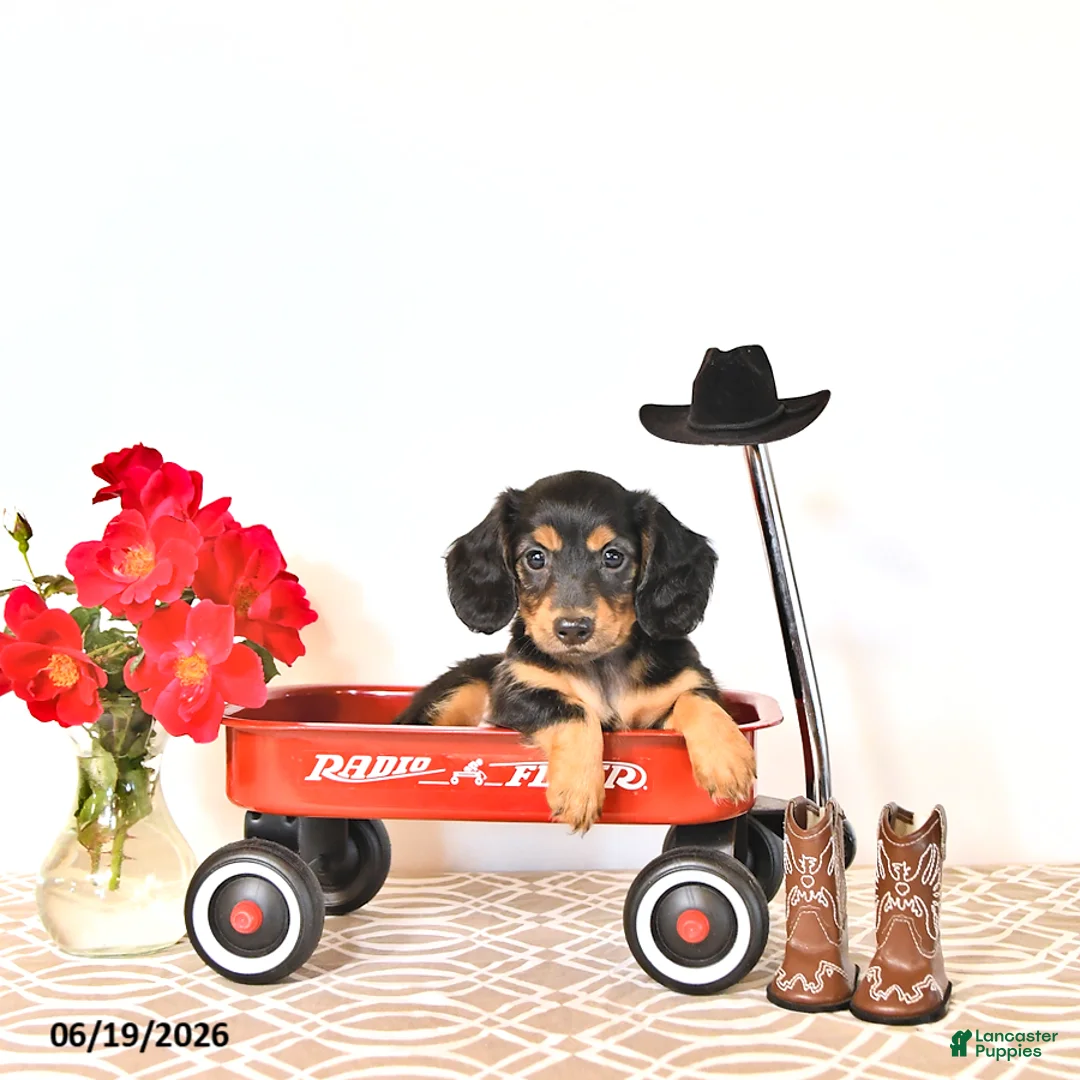 Miniature Dachshund dogs for sale: Sharri - Ad 1