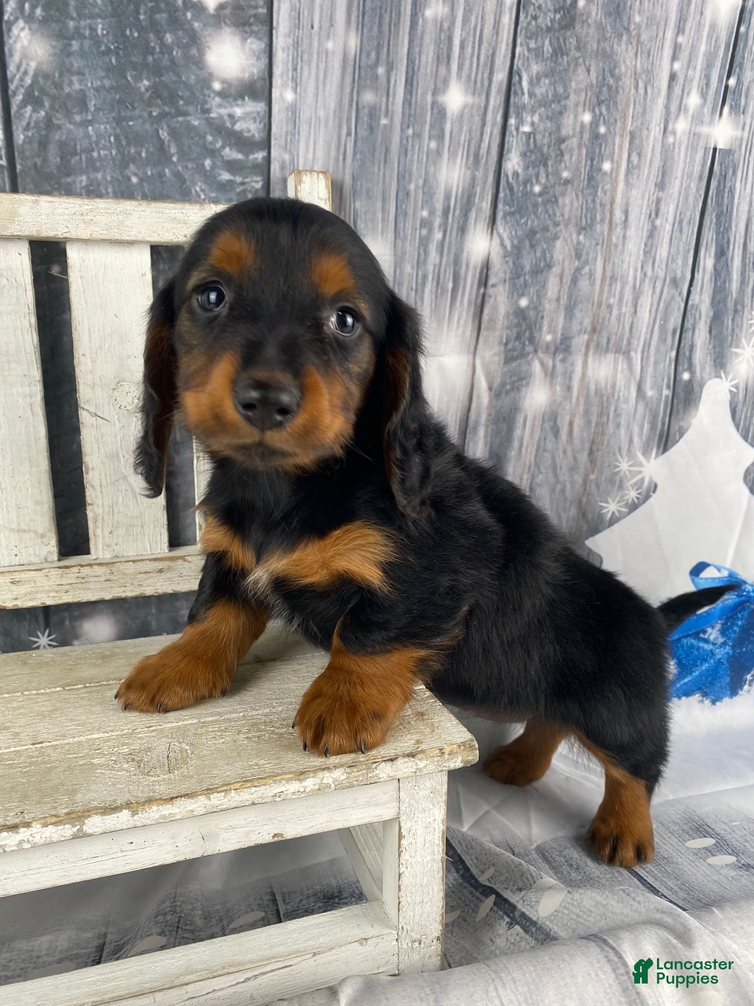 Miniature Dachshund dogs Tiffany - Ad 11