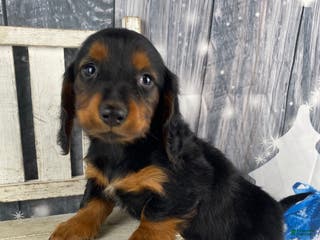 Miniature Dachshund dogs Tiffany - Ad 11