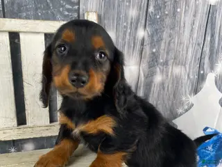 Miniature Dachshund dogs Tiffany - Ad 37