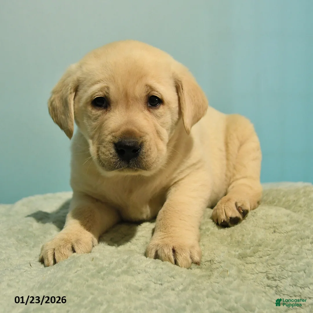 Labrador Retriever dogs for sale: Nelson - Ad 3