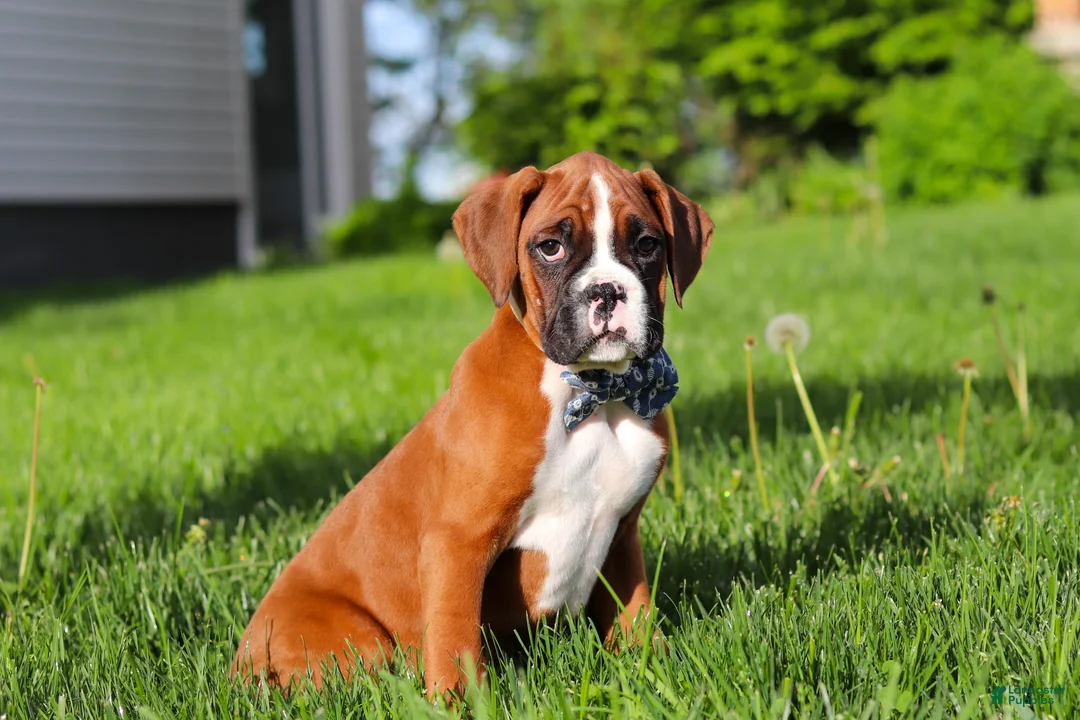Boxer dogs for sale: Kian - Ad 2