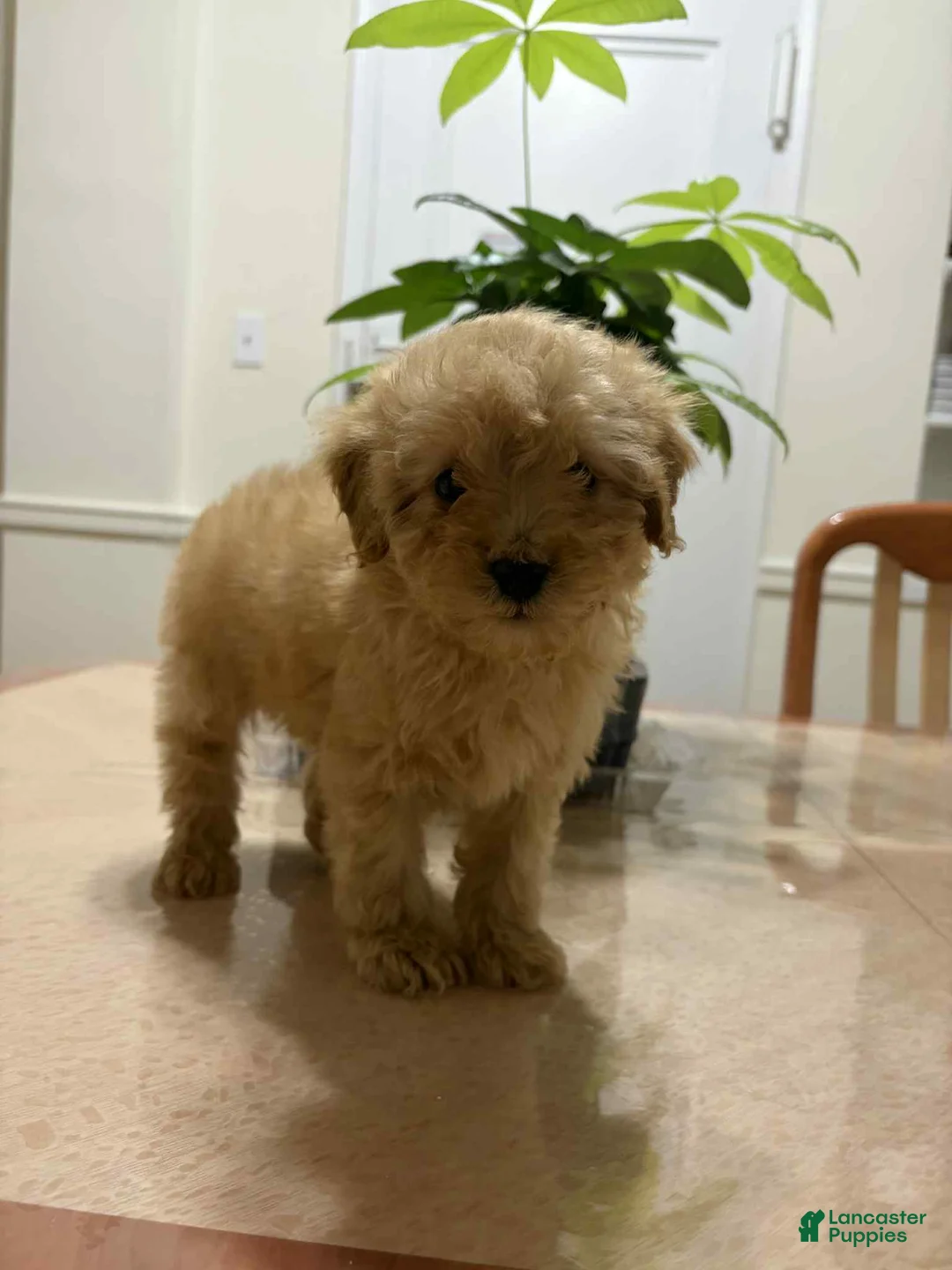Toy Poodle dogs for sale: Speed - Ad 1