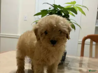 Toy Poodle dogs Speed - Ad 28