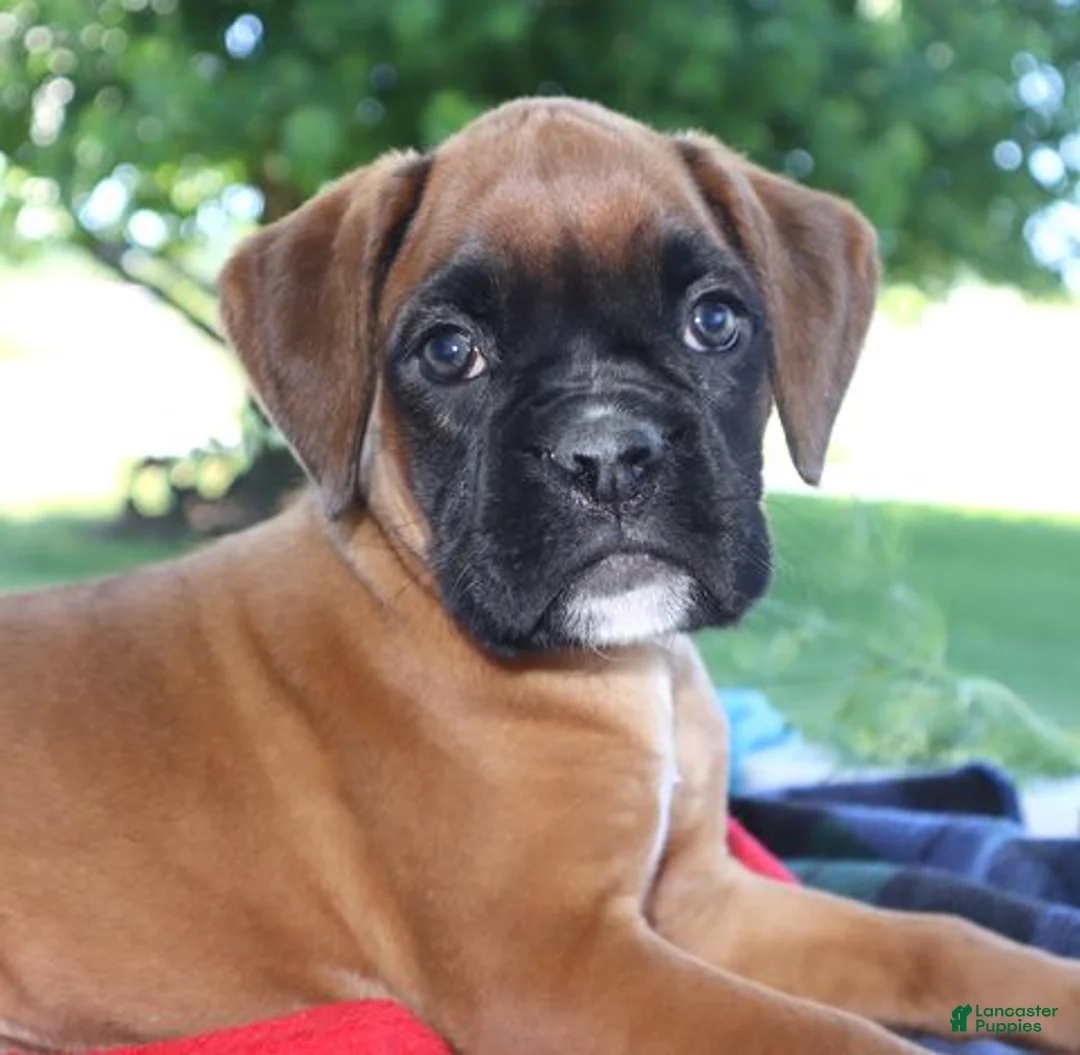 Boxer dogs for sale: Macy-  Champion lines - Ad 3