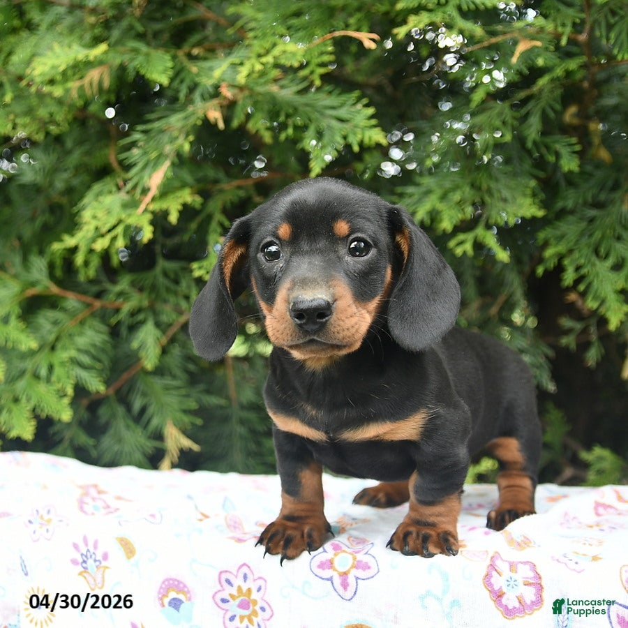 Miniature Dachshund dogs Ludwig  - Ad 1