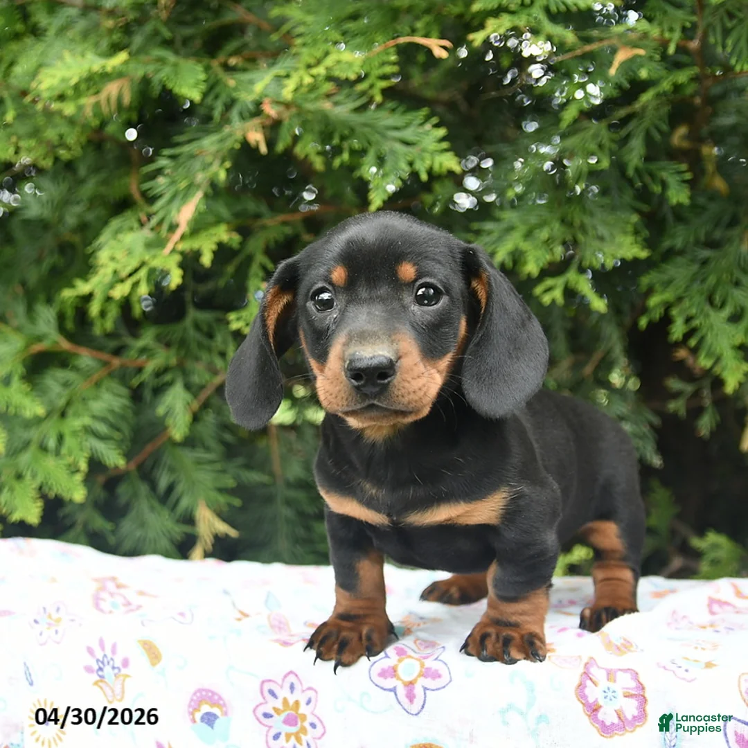 Miniature Dachshund dogs for sale: Ludwig  - Ad 1