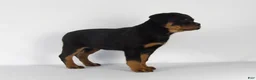 Rottweiler dogs for sale: Rottweiler Puppy 4 - Ad 7