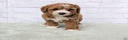 Mini Goldendoodle dogs for sale: Starry - Ad 3
