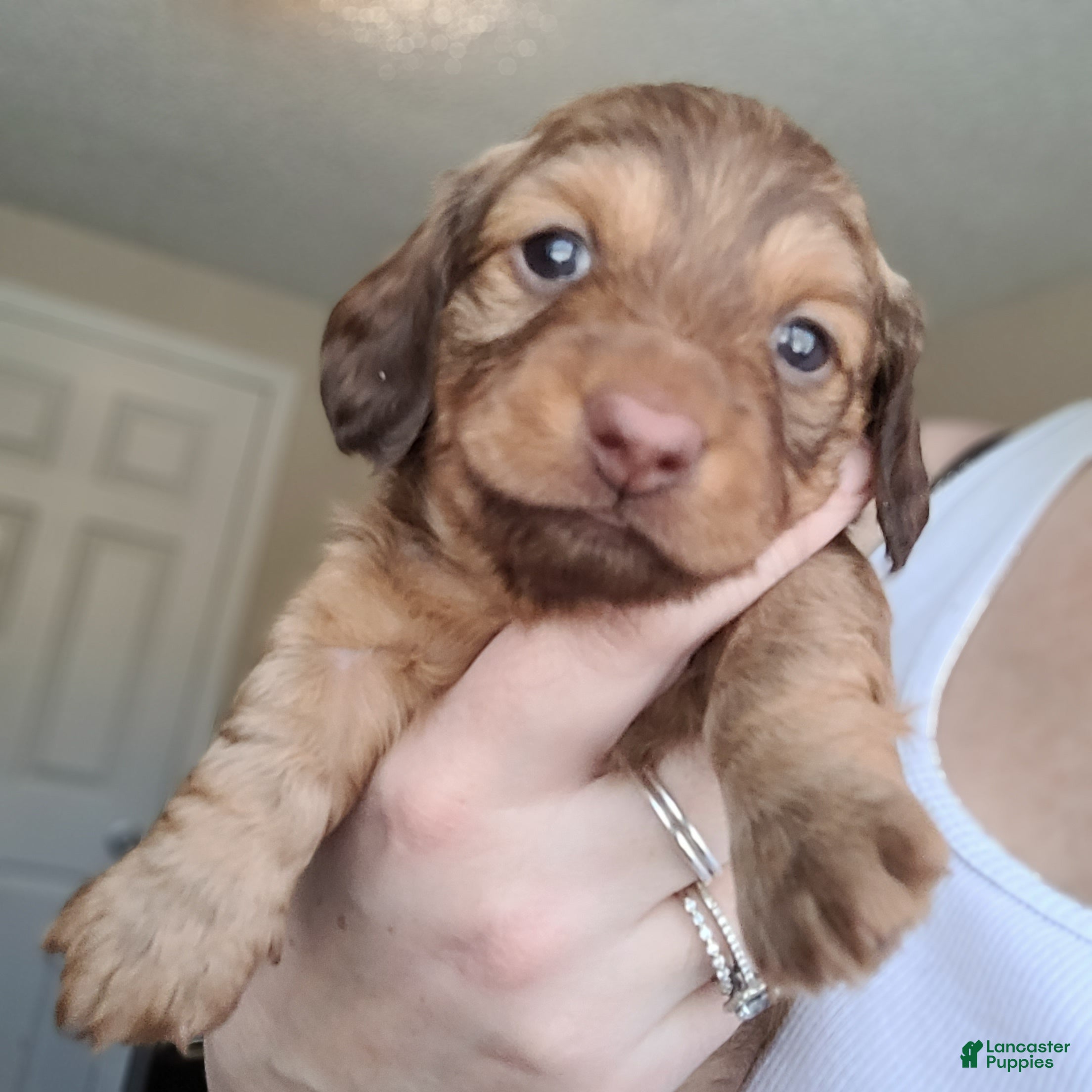 Miniature Dachshund dogs Stevie - Ad 37