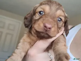 Miniature Dachshund dogs Stevie - Ad 37