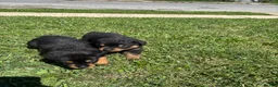 Rottweiler dogs for sale: Rottweiler 3 - Ad 2