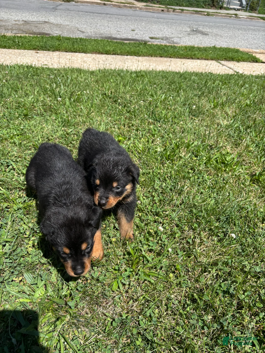 Rottweiler dogs for sale: Rottweiler 3 - Ad 2