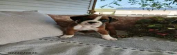 Boxer dogs for sale: Eclipse - Ad 3