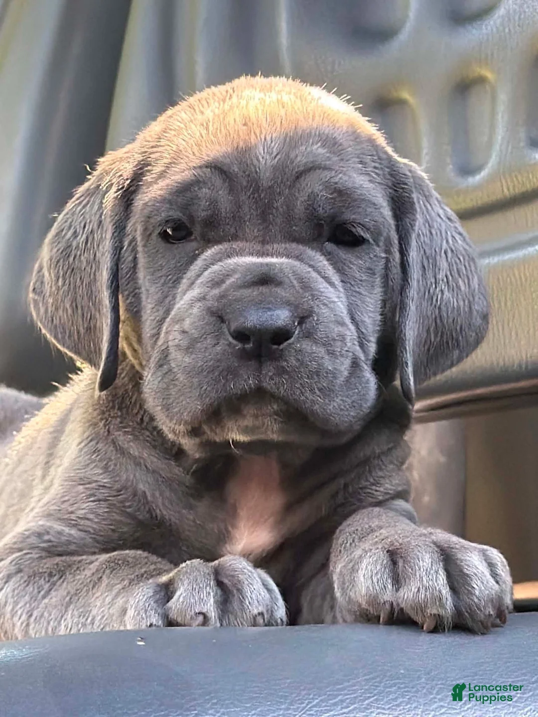 Neapolitan Mastiff dogs for sale: Sara - Ad 1