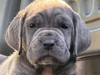 Neapolitan Mastiff dogs Sara - Ad 3