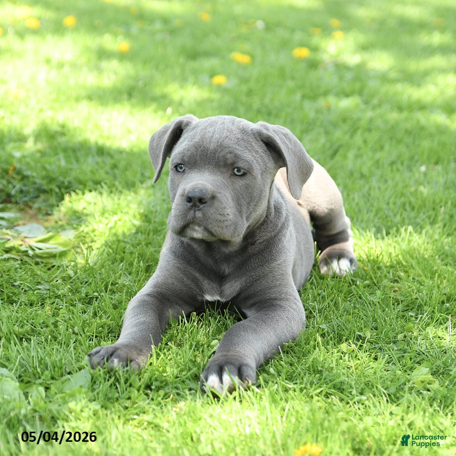 Cane Corso dogs Spike - Ad 2