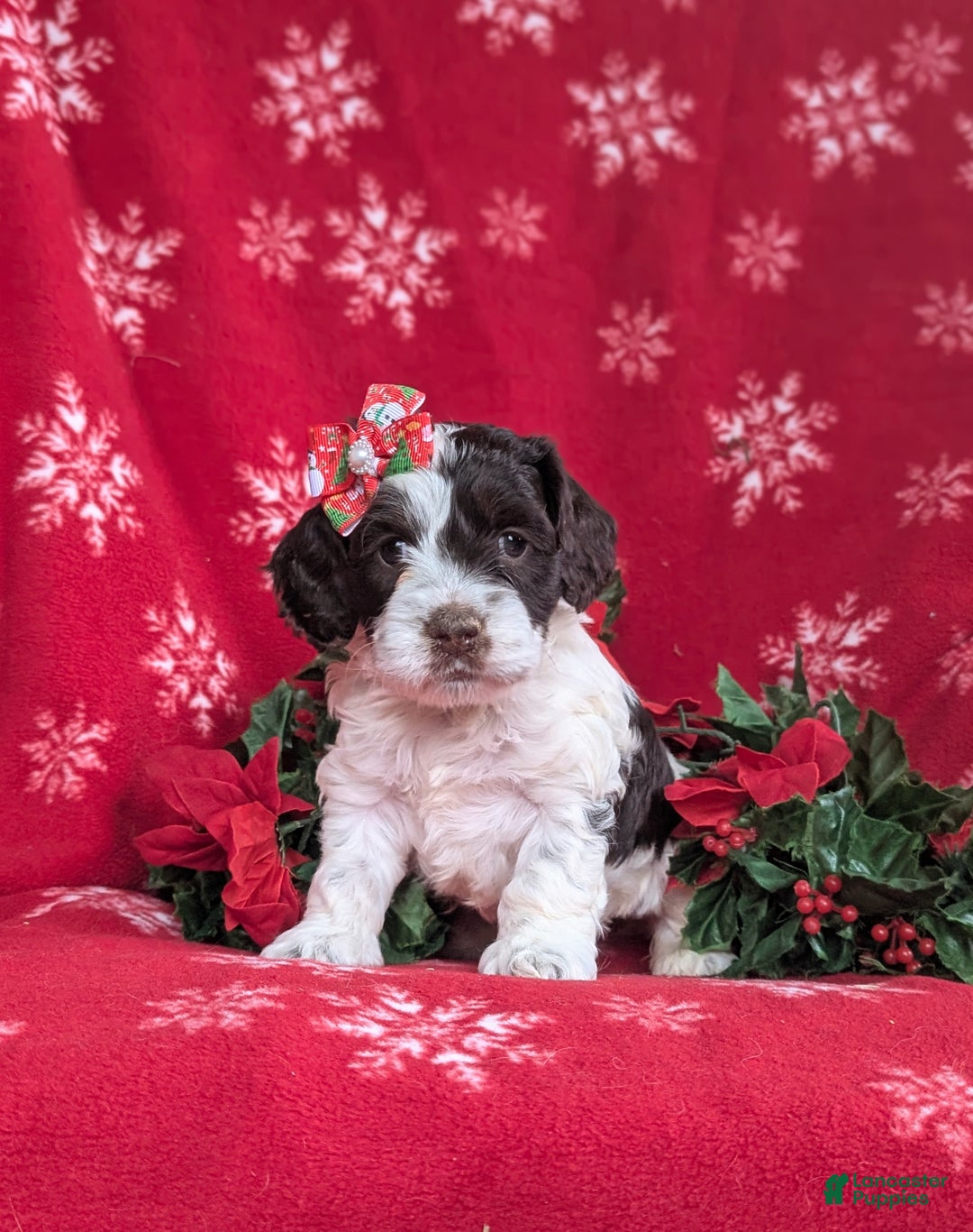 Cockapoo dogs for sale: Belinda Chocolate and White - Ad 1