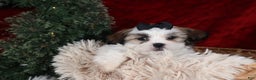 Shih Tzu dogs for sale: Prince - Ad 8