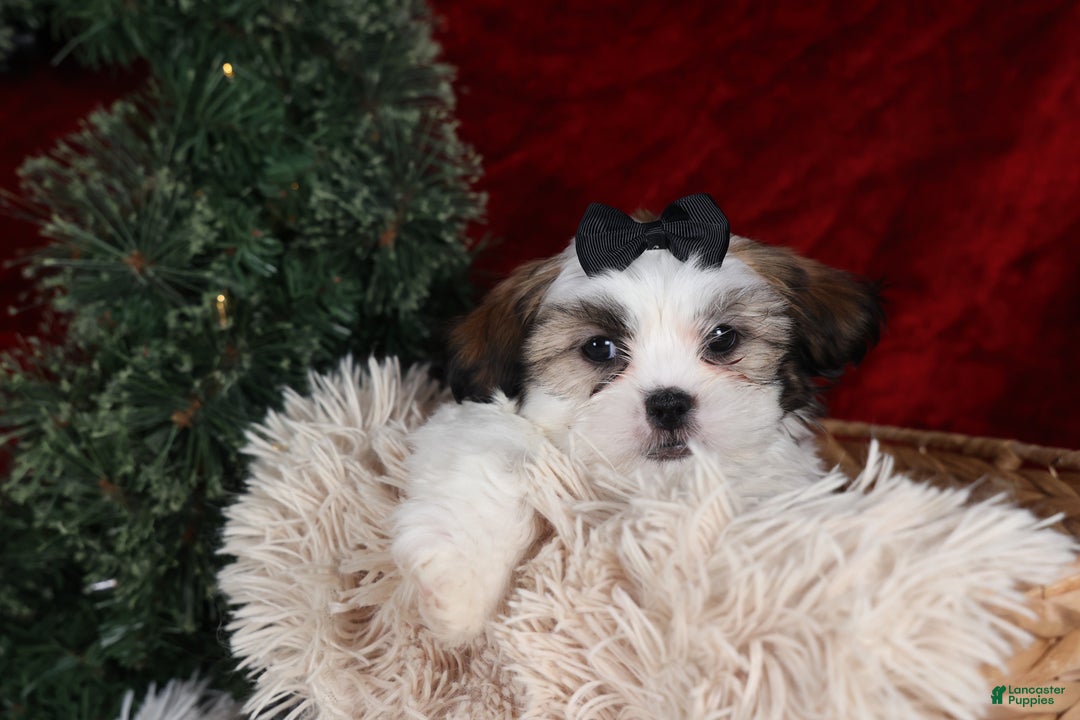 Shih Tzu dogs for sale: Prince - Ad 8