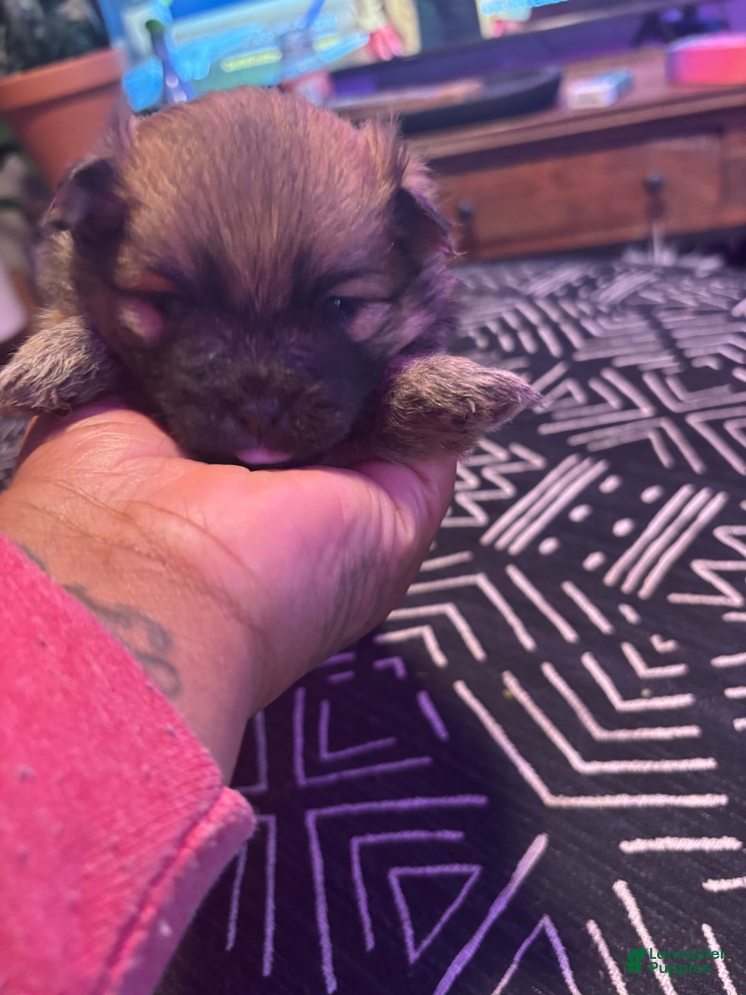 Pomeranian dogs for sale: Chloe - Ad 1