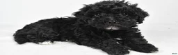 Yorkiepoo dogs for sale: Rina - Ad 9
