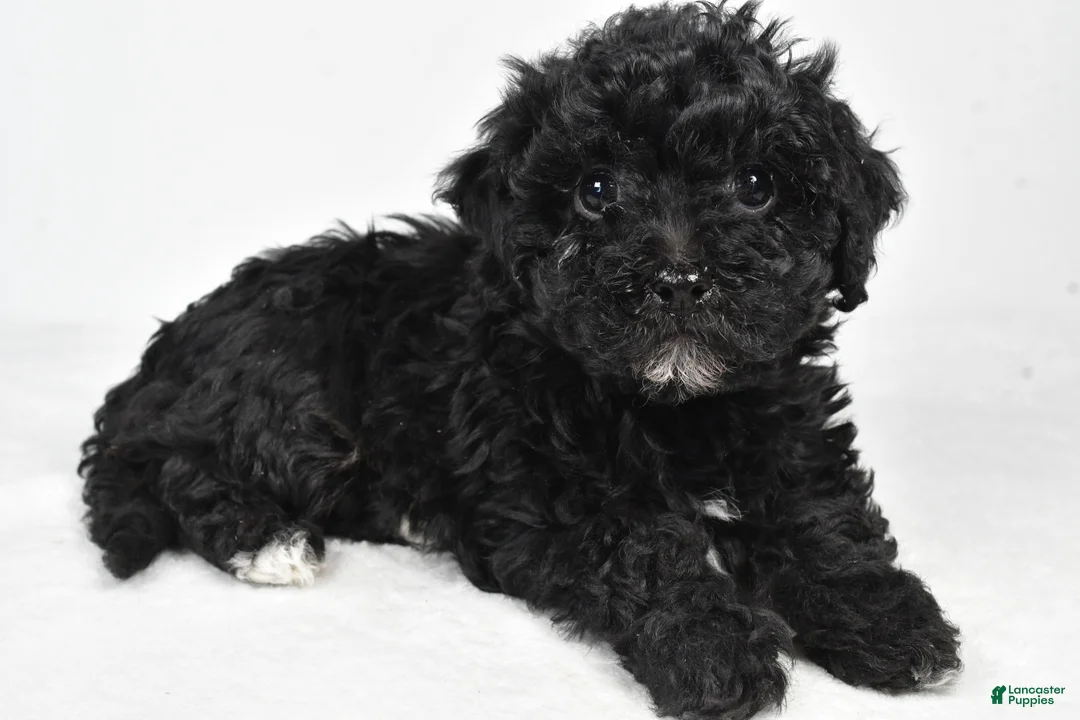 Yorkiepoo dogs for sale: Rina - Ad 9