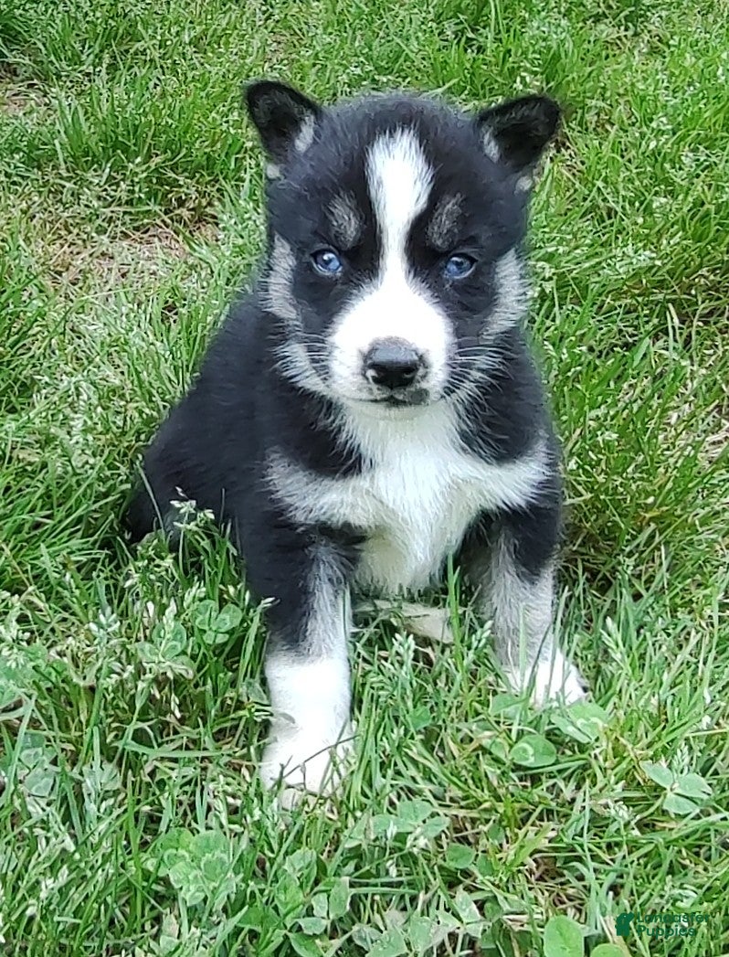 Siberian Husky dogs Sonya's male 4 - Ad 24