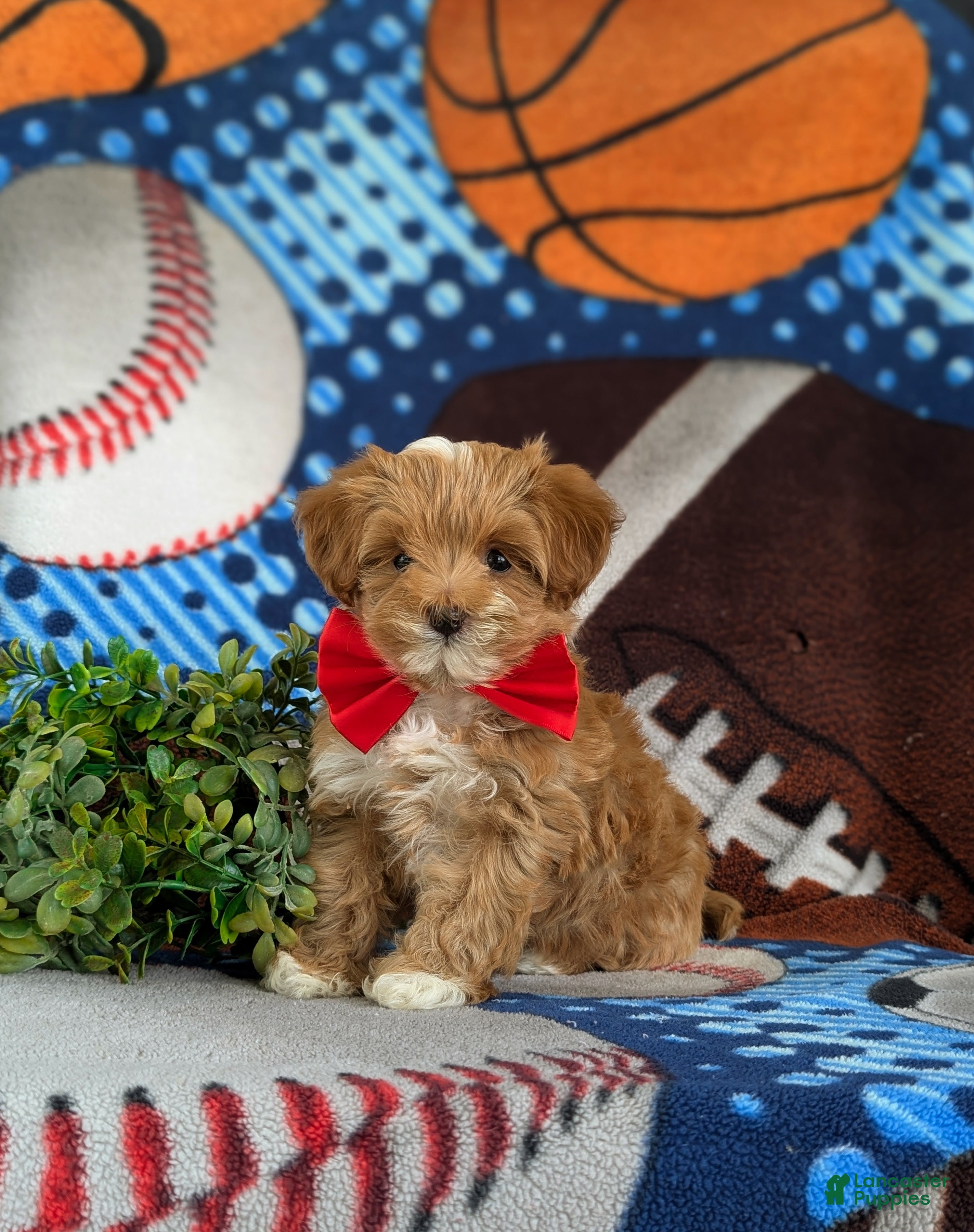 Maltipoo dogs Rafael 7 lbs Full Grown - Ad 1