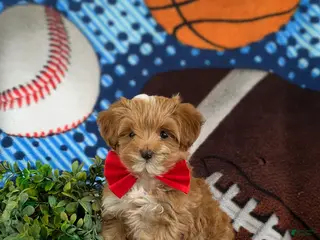Maltipoo dogs for sale: Rafael 7 lbs Full Grown - Ad 3
