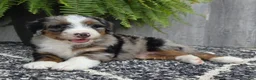Mini Bernedoodle dogs for sale: Mini Tank - Ad 13