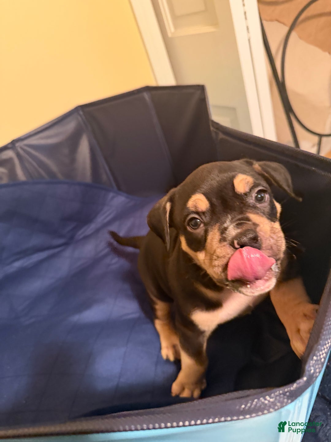 American Bully dogs for stud: Bubbee  - Ad 9