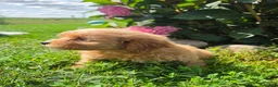 Shihpoo dogs for sale: Willa - Ad 3