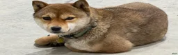 Shiba Inu dogs for sale: Shiba Inu Puppy 1 - Ad 6