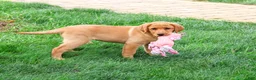Labrador Retriever dogs for sale: Cristina - Ad 4