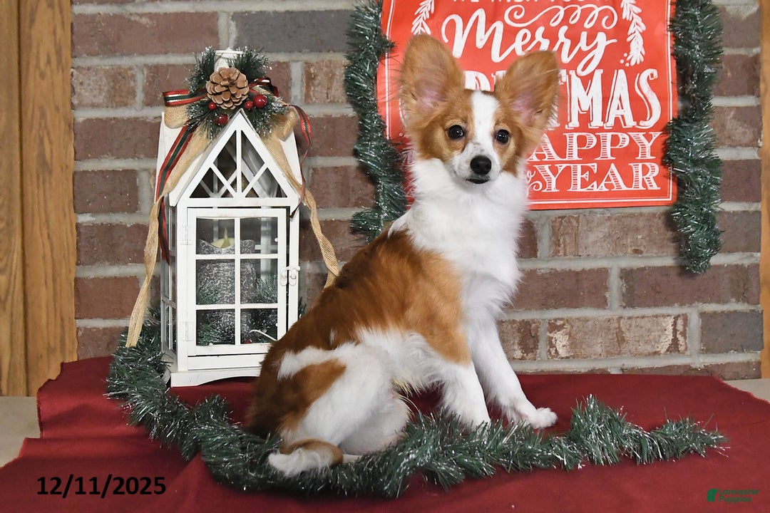 Papillon dogs for sale: Shadow - Ad 2