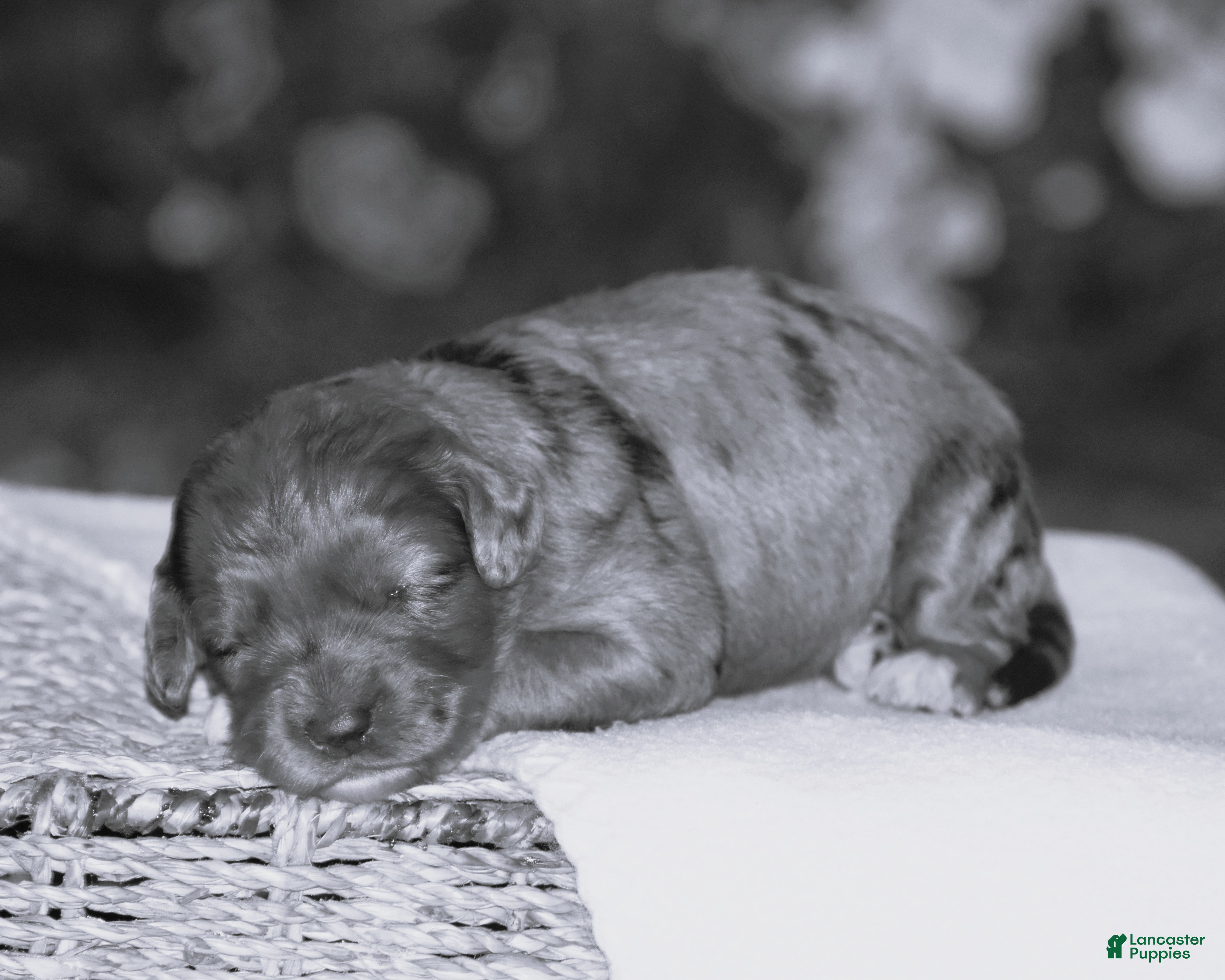 Mini Goldendoodle dogs Harmony - Ad 1