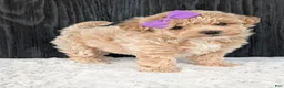 Bichpoo dogs for sale: Poppy - Ad 6