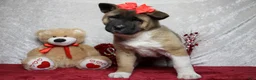 Akita dogs for sale: Jill  - Ad 5