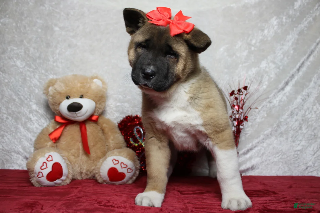 Akita dogs for sale: Jill  - Ad 5