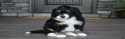 Mini Bernedoodle dogs for sale: Autumn - Ad 7